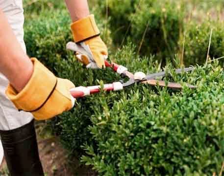 Garden Maintenance